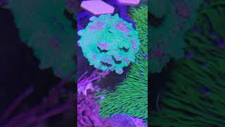 pocillopora with algae [upl. by Ydnahs]