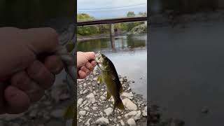 bassfishing maine penobscot [upl. by Inittirb695]