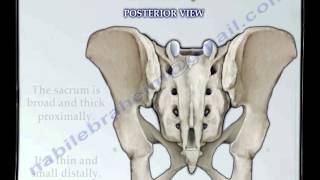 Sacrum amp Coccyx anatomy  Everything You Need To Know  Dr Nabil Ebraheim [upl. by Adnoek]