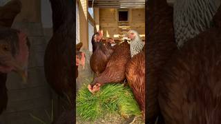 Growing grass for my chickens over winter fodder backyardhomestead backyardchickens [upl. by Ledeen]