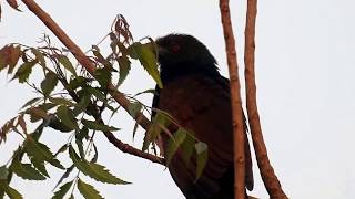 Birds Calls amp Sounds  Greater Coucal [upl. by Atiekan892]