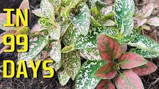 How to grow Polka dot plant Hypoestes Phyllostachya from seeds [upl. by Alleroif816]