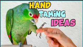 How to Hand Tame Your Bird [upl. by Adnerol]