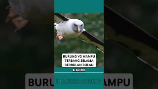 BURUNG ALBATROS [upl. by Pardner]