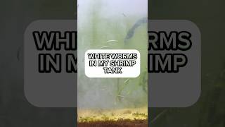 What are these white worms in my shrimptank How to remove planaria shrimptank planaria shrimps [upl. by Chase]