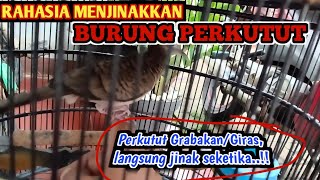 Cara menjinakkan burung perkutut giras [upl. by Sauer]