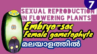 EMBRYOSAC FEMALE GAMETOPHYTE Sexual Reproduction In Flowering Plants MALAYALATHIL Study Botany 12 [upl. by Swagerty]