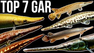 Top 7 Gar Species [upl. by Asilehs]