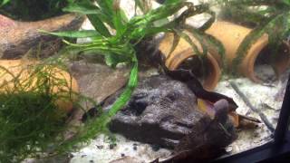 Apistogramma Agassizii Fire Red Spawning [upl. by Lamok496]