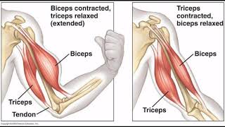 Sémiologie1er cours  Etude de la motricité  de la force musculaire  du tonus et de la marche [upl. by Johiah426]