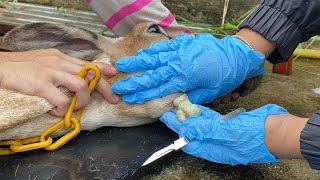 Caseous Lymphadenitis CLA treatment for Sheep  Goat [upl. by Cathleen]