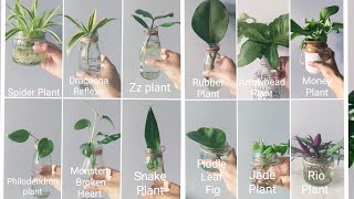 Plants That Love To Root In Water II Grow Your Own Oasis ll ☺️ [upl. by Winou]