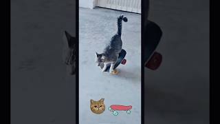 Skateboarding Cat youtubeshorts funny [upl. by Otrebogad]