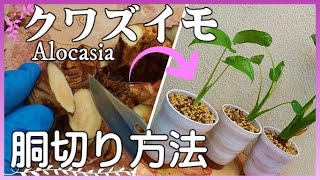 クワズイモの胴切り方法【Alocasia Propagation】「枯れたクワズイモの復活」「クワズイモの増やし方」「クワズイモの育て方」「クワズイモ根腐れ」How to grow Alocasia [upl. by Ottavia]