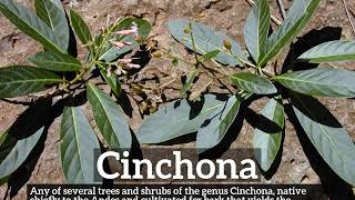 What is Cinchona  How Does Cinchona Look  How to Say Cinchona in English [upl. by Jeni]