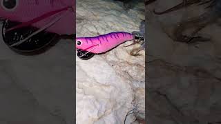 Millerighe Vintage Purple 35 molix short squid eging greece [upl. by Packer]