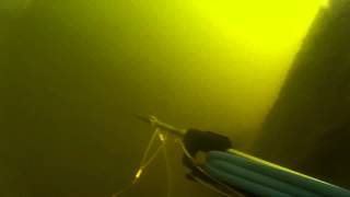 Spearfishing lake pontchartrain [upl. by Leveridge]