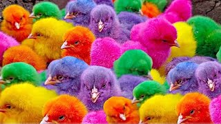 Millions of cute chicksworld colourful chicksrainbow chickensducksrabbitsCute Animals [upl. by Sihun419]