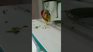 Plum headed parrot💚🦜 chirping 🥳parrotsounds yt studio subscribe 🦜✅ [upl. by Kipton]