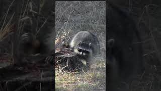 A Raccoon Spotted Marking Territory [upl. by Stover]