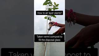 How to air layer guava plants for early fruiting shorts short shortsfeed viralshorts [upl. by Zenas]