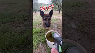 Dog VS Water Hose Jet Roulette [upl. by Ihsir]