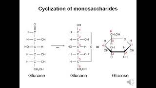 Carbohydrates 2  Cyclization of monosaccharides [upl. by Karlotte]