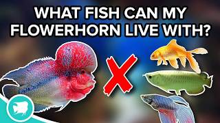 What Fish Can I keep with my Flowerhorn Flowerhorn Tank Mates Pt 1 [upl. by Madora]