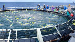 Awesome Way They Harvest Millions of Fresh Tuna in Japan [upl. by Dnomar961]