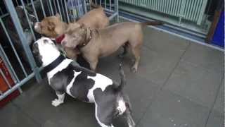 XXL AMERICAN BULLY PITBULLS the girls playing [upl. by Clynes300]