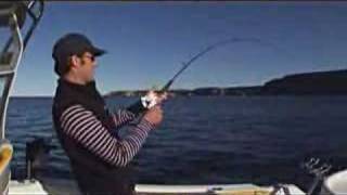 Adventure Bound Jervis Bay Kingfish part 3 [upl. by Valley]