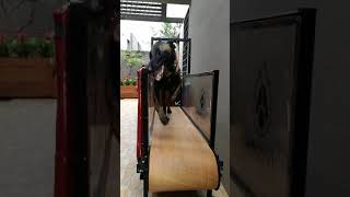 Belgian Mallionois working on Firepaw Dog Treadmill in Hong Kong [upl. by Otcefrep]