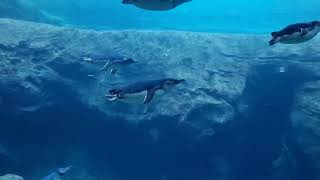 Taronga Zoo Sydney Swimming Penguins AU [upl. by Godber967]