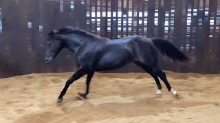 2yr old 6 panel negative black stallion by High Brow Cat [upl. by Donella]