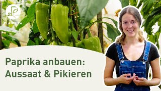 Paprika anpfanzen Aussaat amp pikieren Anleitung [upl. by Yltsew413]