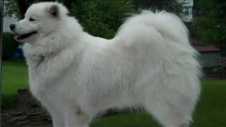 Samoyed Grooming Part 2 Prebath [upl. by Laurena]