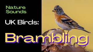 Brambling UK Birds  Do you the sound of this Bird Bird Song Identifier Bird Call Nature Sounds [upl. by Eirhtug]