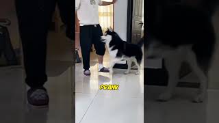 THIS DOG MADE FUN OF HIS OWNER 🤯 [upl. by Greenes]