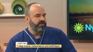 Veterinären Christophe Bujon svarar på tittarfrågor om katter  Nyhetsmorgon TV4 [upl. by Marissa]