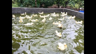 Ki Han White Pekin White Pekin Ducks [upl. by Muriel225]