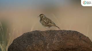 Grasslands of Pune Ashy Crowned Sparrow Lark [upl. by Ahsinal]