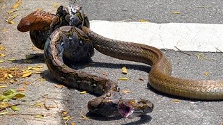 KING COBRA VS PYTHON [upl. by Hunfredo]