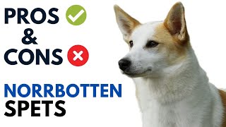 Norrbottenspets Pros and Cons  Norrbottenspitz Advantages and Disadvantages [upl. by Mufi]