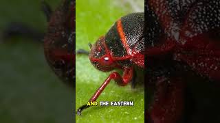 Species spotlight FROGHOPPER LEAFHOPPER BUGS learnnature [upl. by Zuliram]