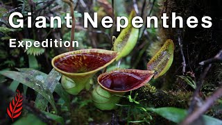 Giant Nepenthes Expedition [upl. by Esch]