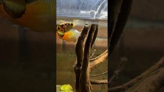 Archerfish Feeding [upl. by Hoopes853]