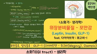 소화기생리학포만감위장분비물질Leptin Insulin GLP1다이어트약위고비 [upl. by Isle]