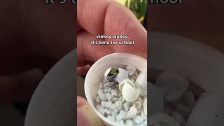 Neon day gecko hatching [upl. by Livia]