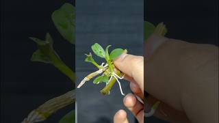 Orchid cuttings orchid [upl. by Notgnimer119]