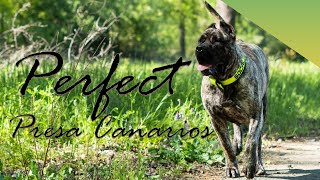 Exclusive XXL Perro de Presa Canario by SoCalPresa  DIEZ [upl. by Ecidnarb]